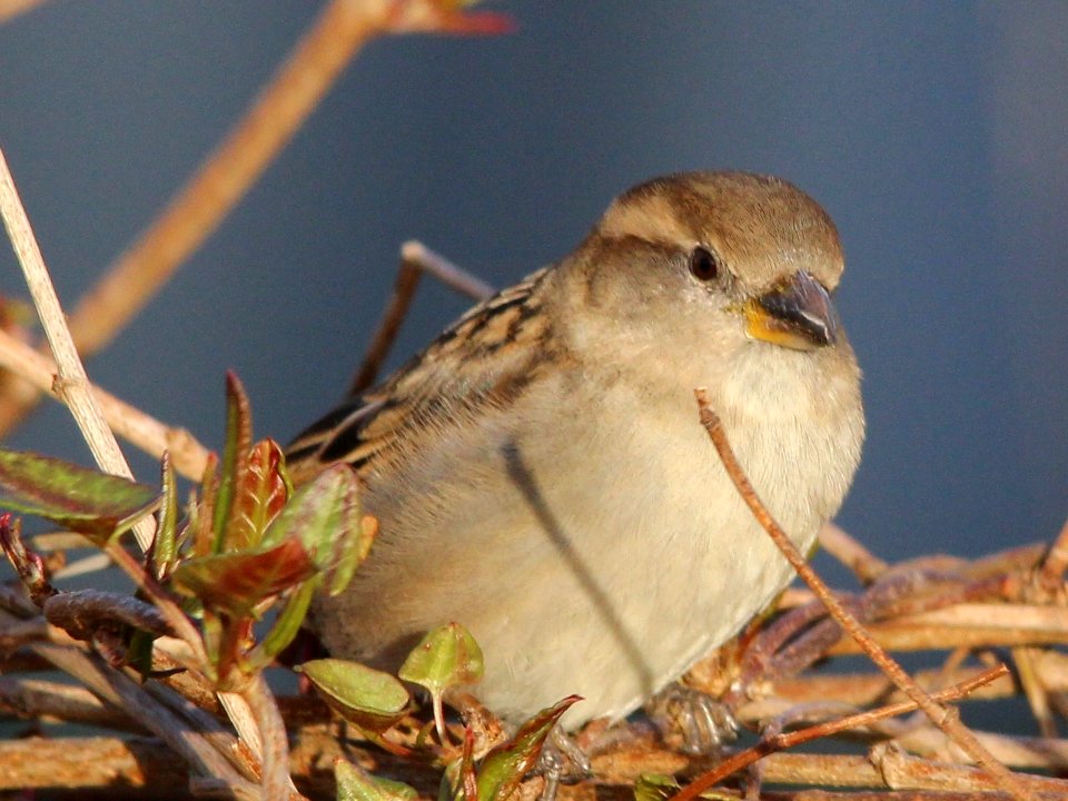 Sparrow in yer face