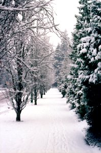 Snowy Sidewalk with Trees photo