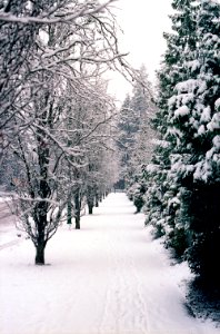 Snowy Sidewalk with Trees