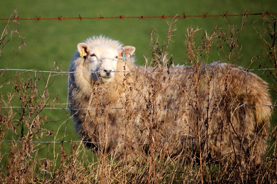 Ring in the Ewe ear