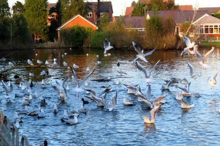 Feeding Frenzy