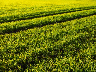 Arable grass green photo