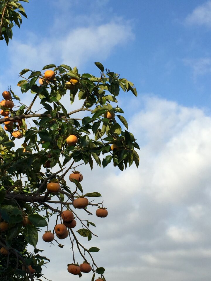 Garden orchard fruit