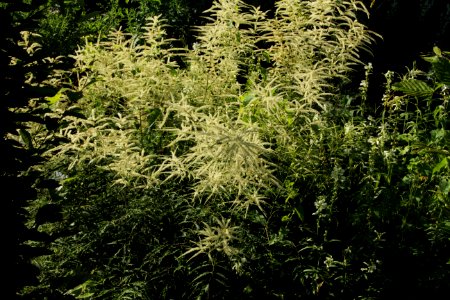 aruncus dioicus kneiffii