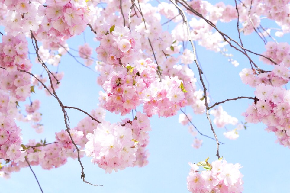 Cherry blossom pink blossom