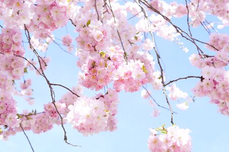 Cherry blossom pink blossom photo