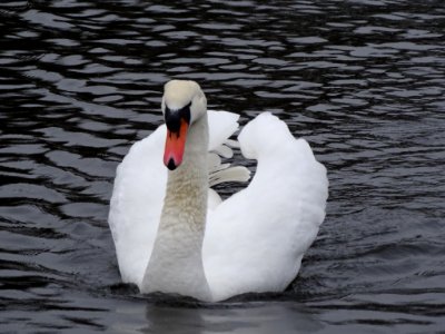 Redesmere Cob