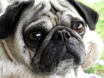 Pug dog friend