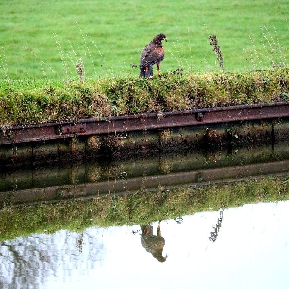 Hassall Harris Hawk