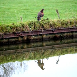 Hassall Harris Hawk