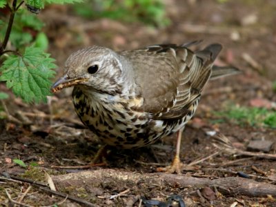 Mistle Thrush
