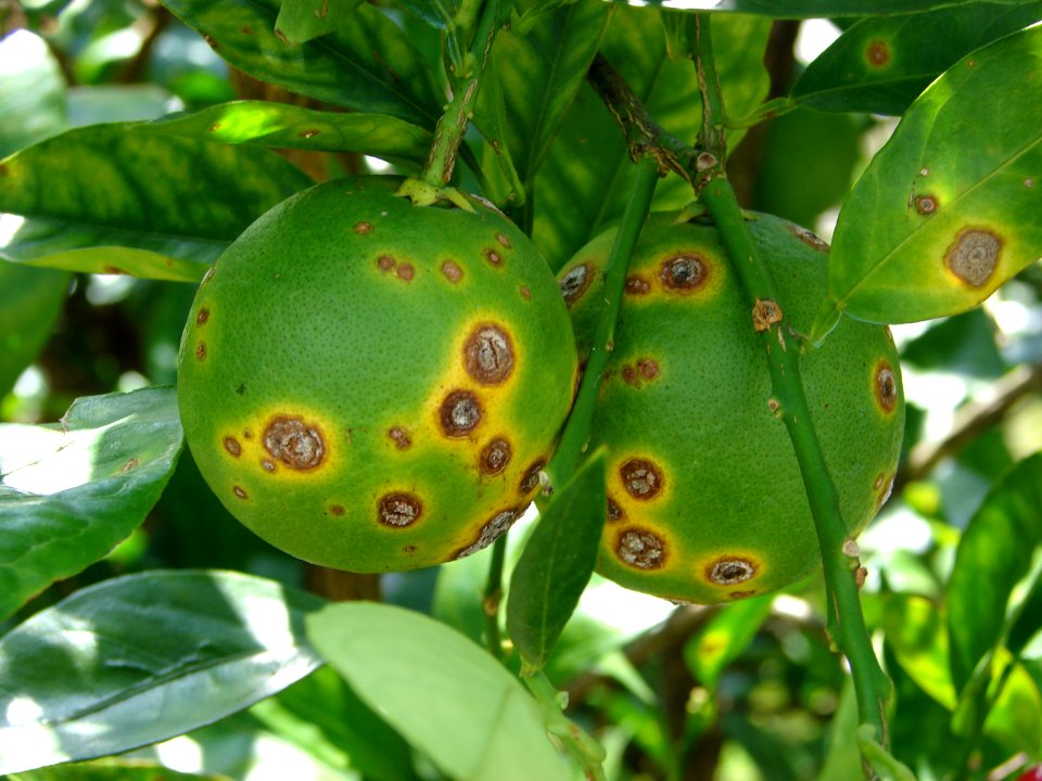 20190106-APHIS-CHRP-0039
