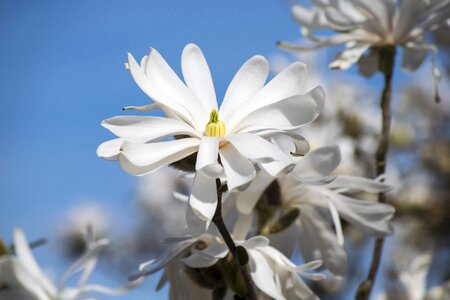 Star magnolie flowering hedge white flower photo