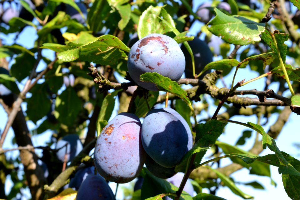 plums