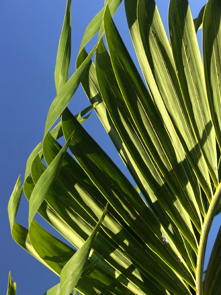 Exotic palm tree palm fronds photo