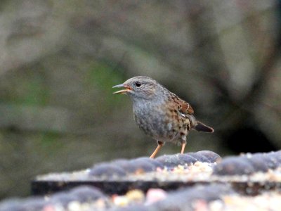 Dunnock photo