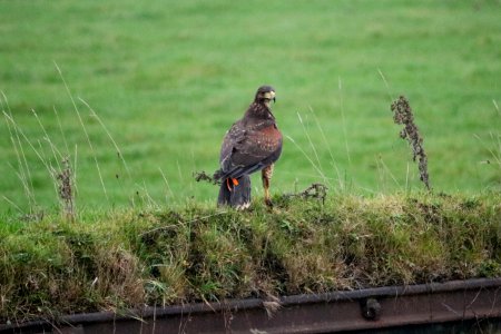 Harris Hawk 02
