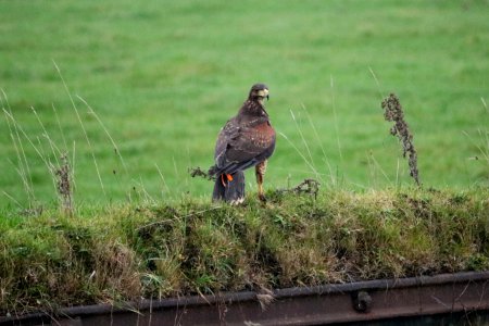 Harris Hawk 02 photo