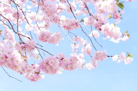 Spring pink cherry blossom photo