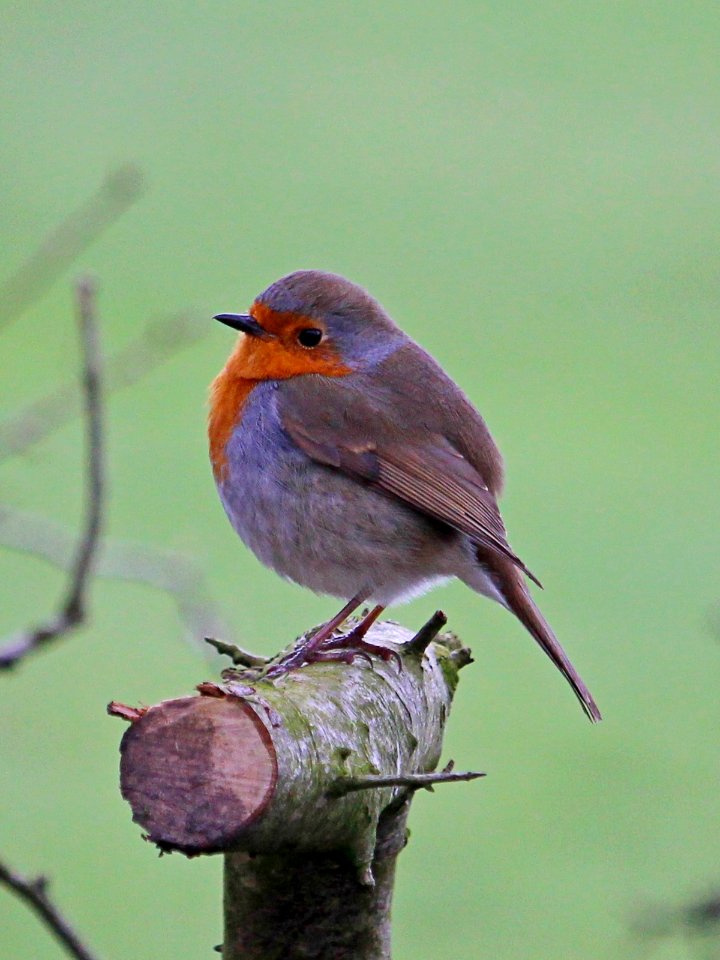 Round Robin
