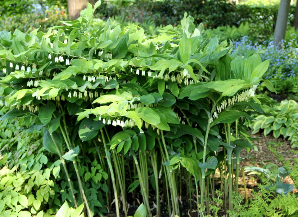 polygonatum Weihenstephan
