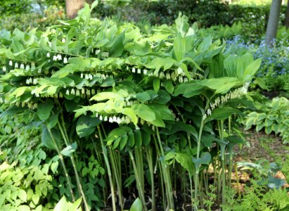 polygonatum Weihenstephan