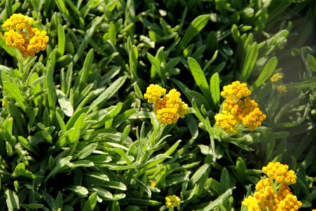 helichrysum arenarium