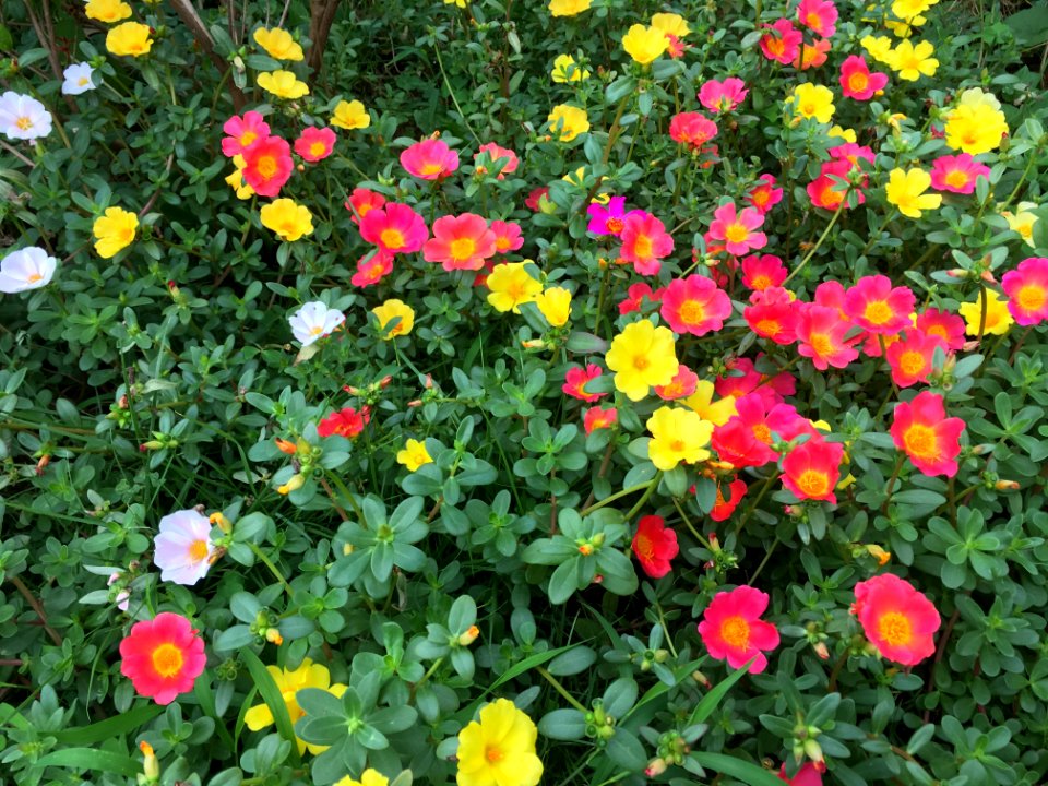 Shimokiyoto in Kiyose-shi