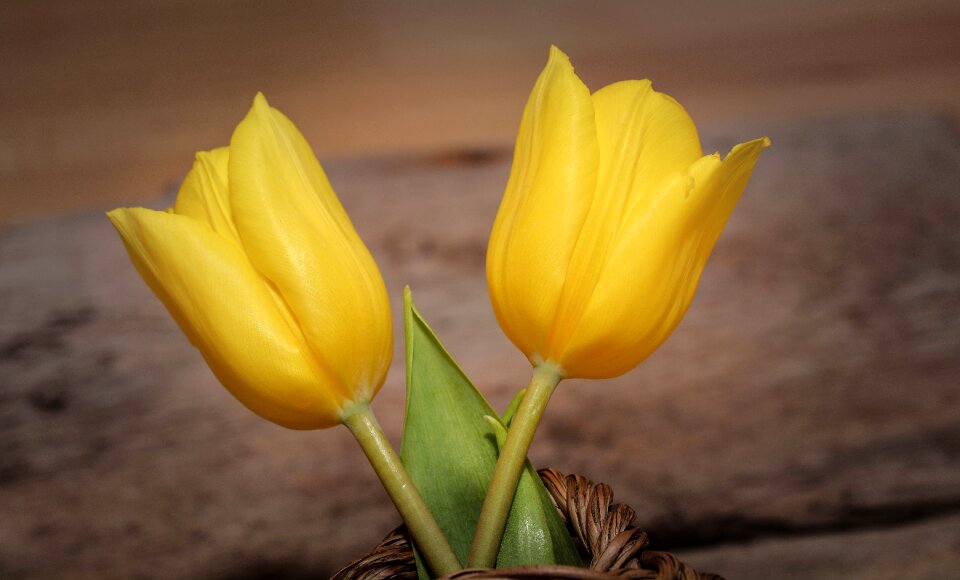 Yellow yellow flower spring flower