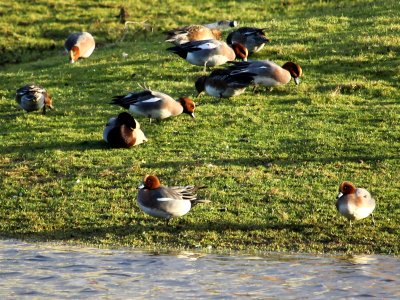 Wigeon Grazing 2 photo