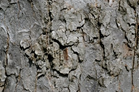 tree bark