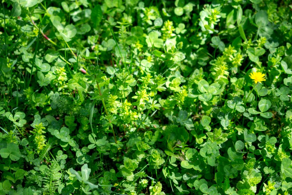 Flowers of spring