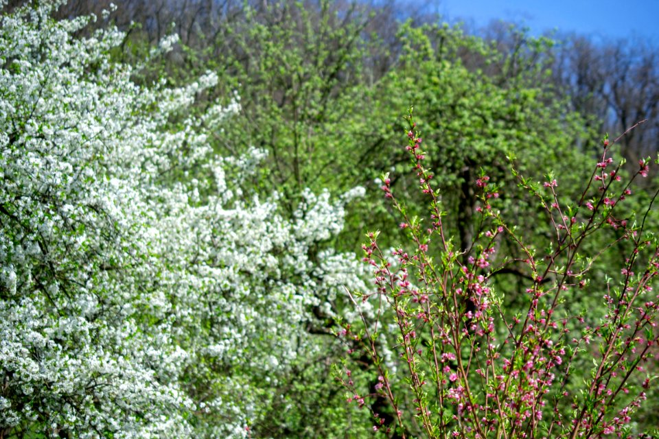Flowers of spring