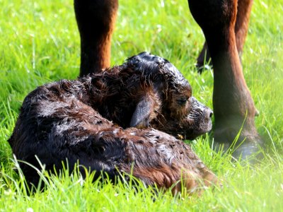 Bank Holiday Birth 04