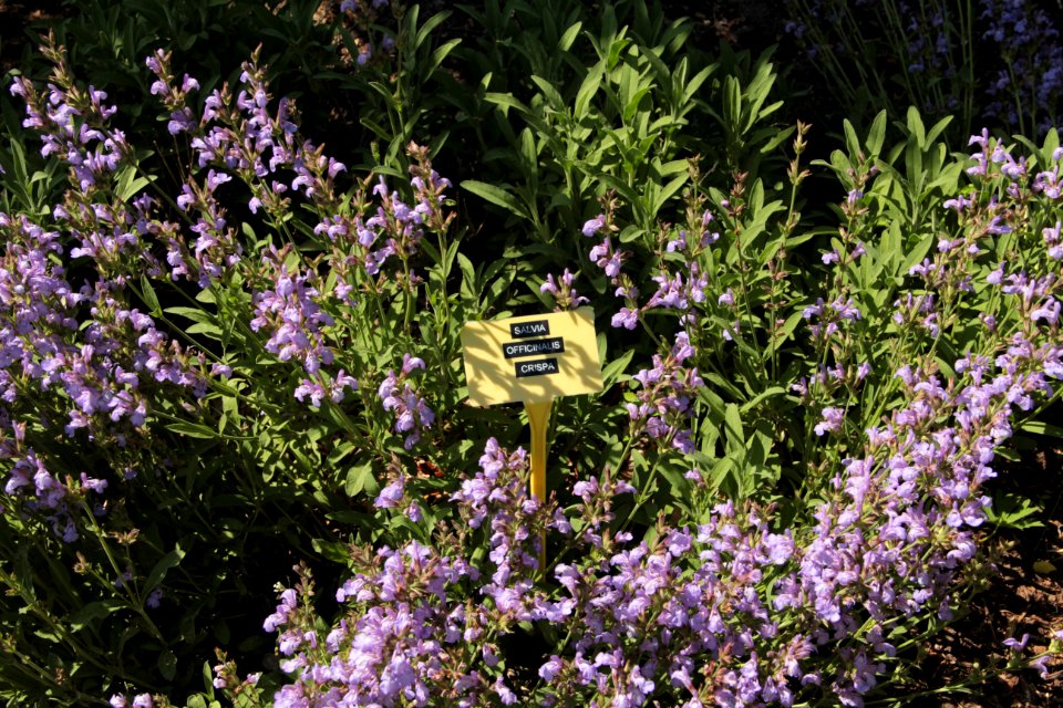 salvia