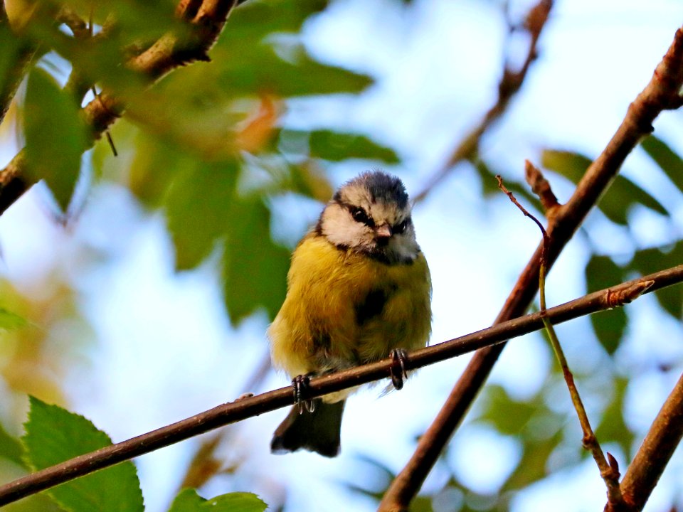 Blue Tit photo