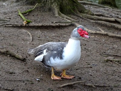 "Ayupowat" Duck photo