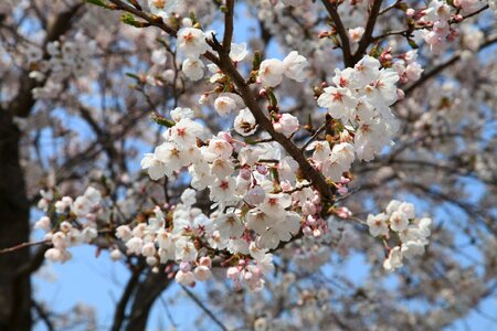 Spring pink flower landscape