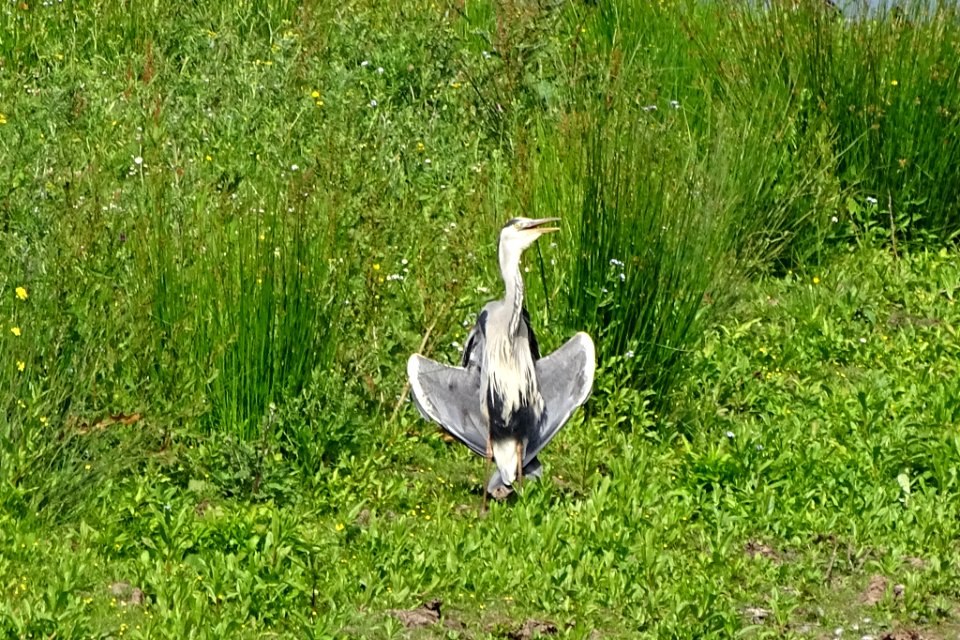 Flasher in the Flashes. photo