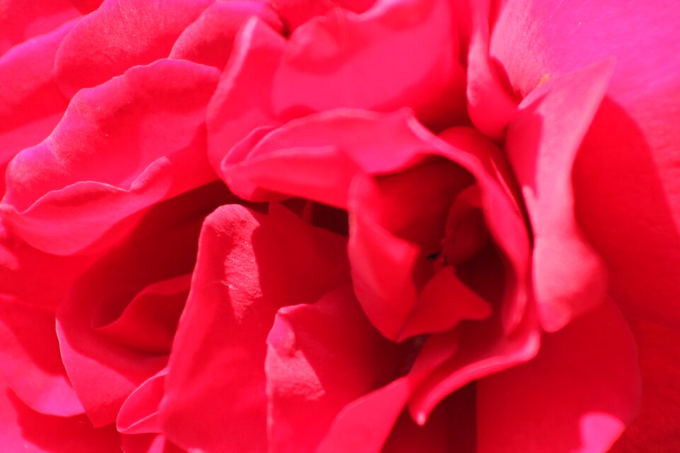 Nature garden petals