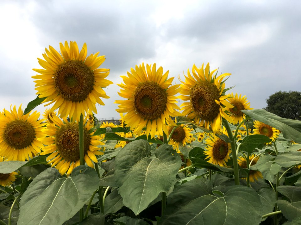 Sunflower Garden in Shimokiyoto, Kiyose-shi