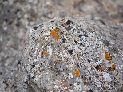 Orange lichen ordinary gelbflechte photo