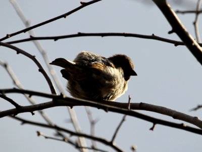 House Sparrow