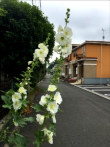 Nakazato in Kiyose-shi