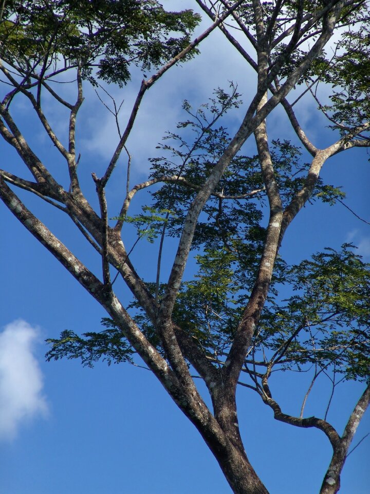 Africa canopy shadow