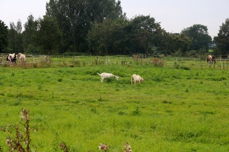 Assistant Groundkeepers. photo