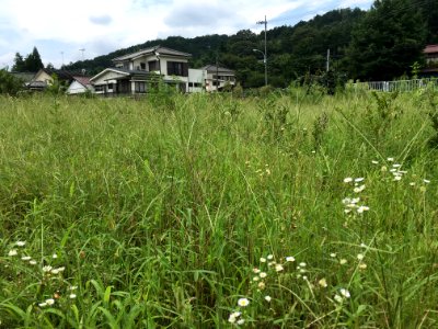 Tomioka in Ome-shi, Tokyo