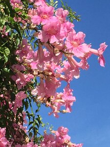 Sky floral blossom