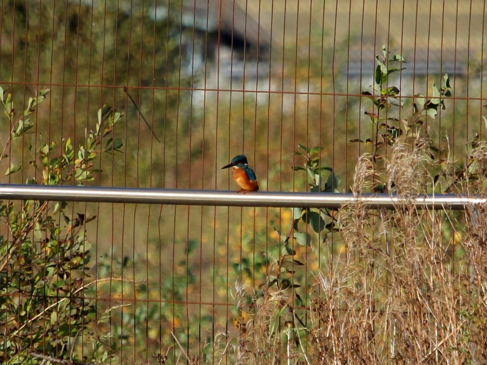 Kingfisher near British Salt.