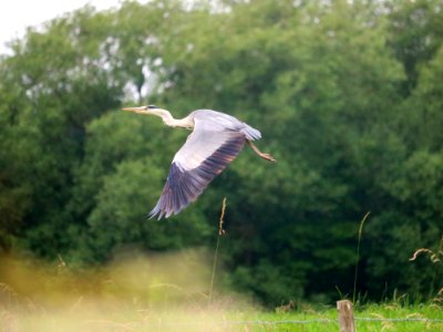 Grey Heron photo